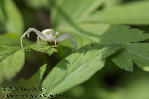 Goldenrod Crab Spider - Misumena vatia Captured in Vitosha mountain, Bistrishko braniste nature reserve. Bulgaria,Geotagged,Goldenrod crab spider,Misumena vatia,anemone,arachnida,araneae,arthropoda,flower crab spider,misumena vatia,nature