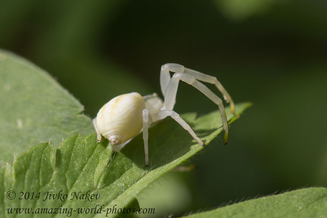 Goldenrod Crab Spider - Misumena vatia Captured in Vitosha mountain, Bistrishko braniste nature reserve. Bulgaria,Geotagged,Goldenrod crab spider,Misumena vatia,anemone,arachnida,araneae,arthropoda,flower crab spider,misumena vatia,nature,spinneret