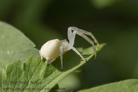 Goldenrod Crab Spider - Misumena vatia Captured in Vitosha mountain, Bistrishko braniste nature reserve. Bulgaria,Geotagged,Goldenrod crab spider,Misumena vatia,anemone,arachnida,araneae,arthropoda,flower crab spider,misumena vatia,nature,spinneret