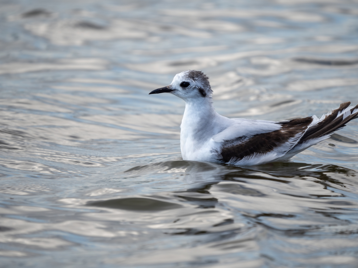 Little gull - Hydrocoloeus minutus Juvenile, 1st year cicle Animalia,Aves,Bulgaria,Charadriiformes,Chordata,Europe,Geotagged,Hydrocoloeus minutus,Laridae,Larus minutus,Little Gull,Little gull,Mramor reservoir,Sofia,Spring,Wildlife