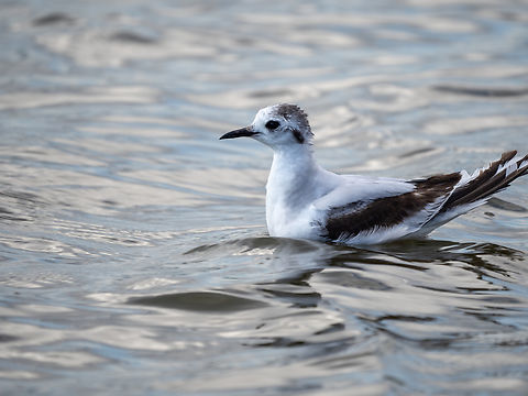 Little gull - Hydrocoloeus minutus Juvenile, 1st year cicle Animalia,Aves,Bulgaria,Charadriiformes,Chordata,Europe,Geotagged,Hydrocoloeus minutus,Laridae,Larus minutus,Little Gull,Little gull,Mramor reservoir,Sofia,Spring,Wildlife