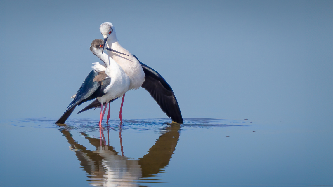Black-winged stilts courtship display  Animal,Animalia,Aves,Beak,Bird,Birds courtship,Black-winged stilt,Breeding,Charadriiformes,Chordata,Fauna,Himantopus himantopus,Long beak,Migratory birds,Nature,Outdoors,Plumage,Recurvirostridae,Spread wings,Spring