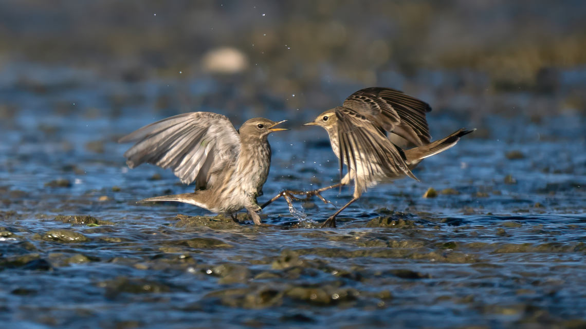 Water pipits fighting - Anthus spinoletta  Animal,Animalia,Anthus spinoletta,Aves,Beak,Bird,Bird in flight,Birds fight,Birds fighting,Chordata,Close-up,Closeup,Dispute,Fall,Fauna,Feathers,Fight,Fighting,Macro,Motacillidae