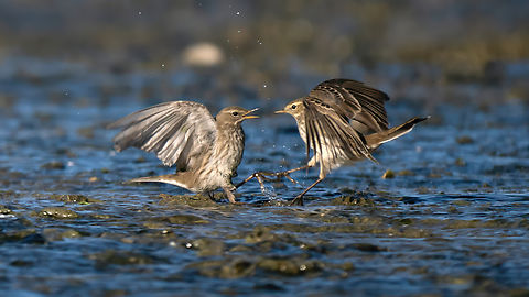 Water pipits fighting - Anthus spinoletta  Animal,Animalia,Anthus spinoletta,Aves,Beak,Bird,Bird in flight,Birds fight,Birds fighting,Chordata,Close-up,Closeup,Dispute,Fall,Fauna,Feathers,Fight,Fighting,Macro,Motacillidae