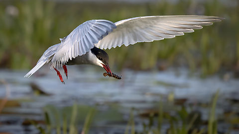 Whiskered tern - Chlidonias hybrida  Animal,Animalia,Aves,Beak,Bird,Bird in flight,Bird with catch,Breeding,Charadriiformes,Chlidonias hybrida,Chordata,Fauna,Laridae,Nature,Red beak,Shorebirds,Spread wings,Spring,Whiskered tern,White bird