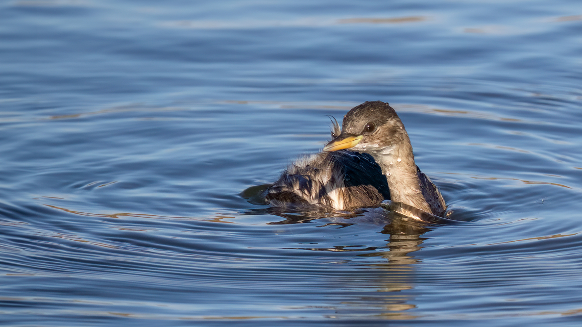 Little grebe - Tachybaptus ruficollis  Animalia,Aves,Bulgaria,Chordata,Europe,Fall,Geotagged,Kaloyanovo fishpond,Little Grebe,Little grebe,Plovdiv,Podicipedidae,Podicipediformes,Tachybaptus ruficollis,Wildlife