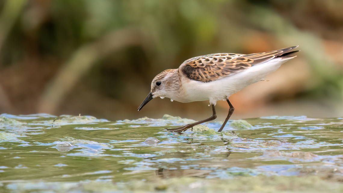 Little stint - Calidris minuta  Animalia,Aves,Bulgaria,Calidris minuta,Charadriiformes,Chordata,Europe,Geotagged,Little stint,Minimalism,Mramor reservoir,Scolopacidae,Sofia,Summer,Wildlife