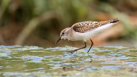 Little stint - Calidris minuta  Animalia,Aves,Bulgaria,Calidris minuta,Charadriiformes,Chordata,Europe,Geotagged,Little stint,Minimalism,Mramor reservoir,Scolopacidae,Sofia,Summer,Wildlife