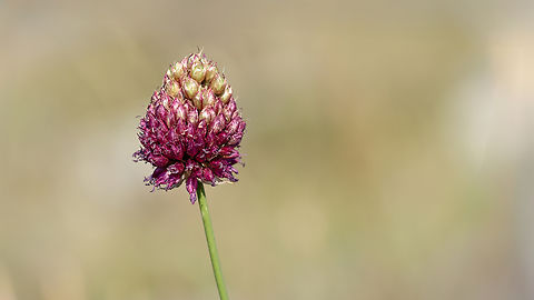 Round-headed Leek