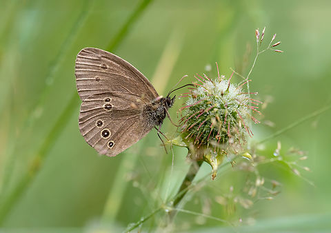 Ringlet - Aphantopus hyperantus  Animalia,Aphantopus hyperantus,Arthropoda,Brush-footed butterfly,Bulgaria,Butterflies,Europe,Geotagged,Insecta,Lepidoptera,Nymphalidae,Papilionoidea,Ringlet,Summer,Wildlife