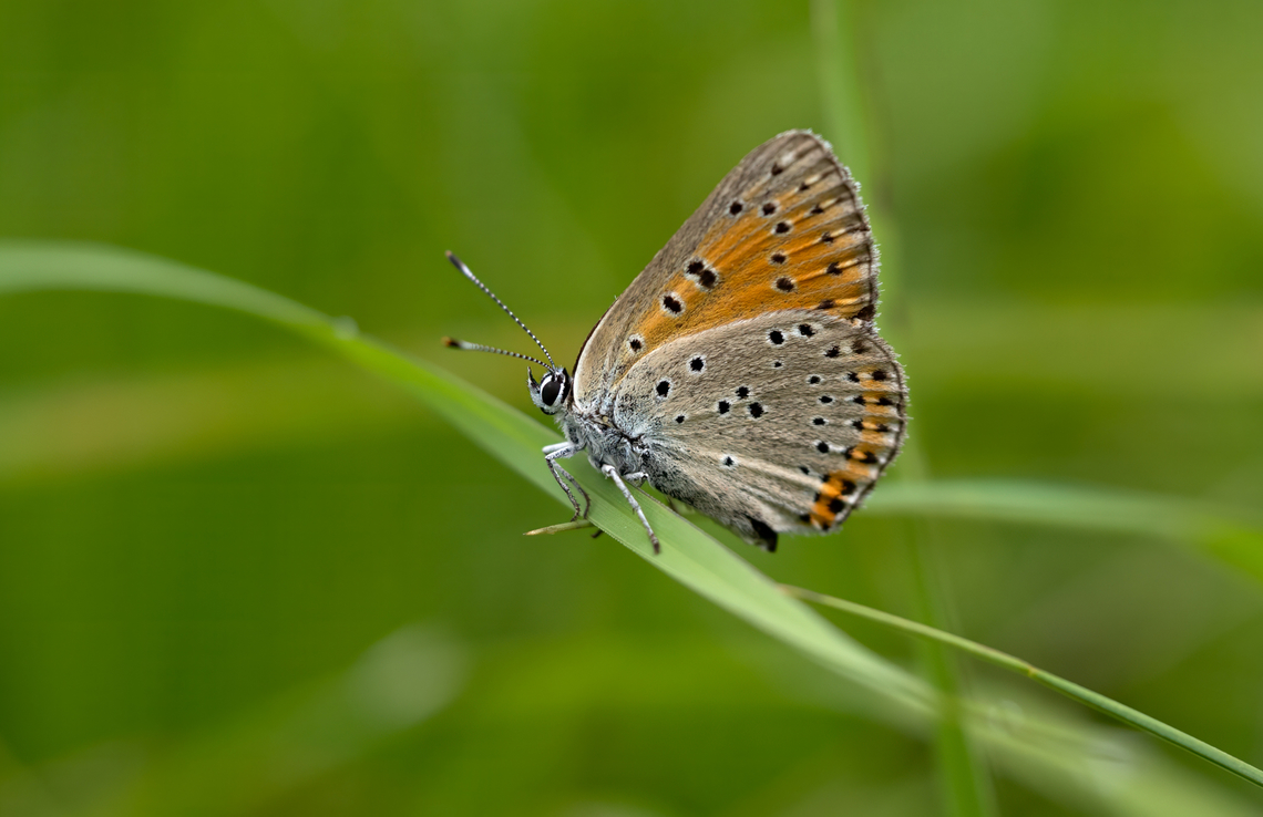 Lycaena candens butterfly female - Balkan Copper  Animalia,Arthropoda,Balkan Copper,Bistrishko Branishte Nature Reserve,Bulgaria,Butterflies,Europe,Geotagged,Gossamer-winged butterflies,Insecta,Lepidoptera,Lycaena candens,Lycaenidae,Papilionoidea,Summer,Vitosha Mountain Nature Park,Wildlife