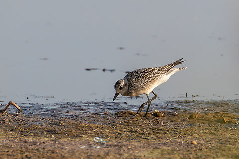 Grey plover - Pluvialis squatarola  Animalia,Aves,Bulgaria,Charadriidae,Charadriiformes,Chordata,Europe,Fall,Geotagged,Grey plover,Pluvialis squatarola,Pomorie wetland complex,Wildlife,Z Post Process Vero,ZVero