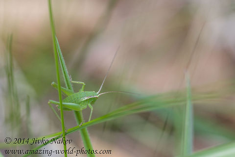 Speckled bush-cricket Speckled bush-cricket - Leptophyes punctatissima Bulgaria,Geotagged,Leptophyes punctatissima,Speckled bush-cricket,Tettigonid,insect,nature,orthoptera