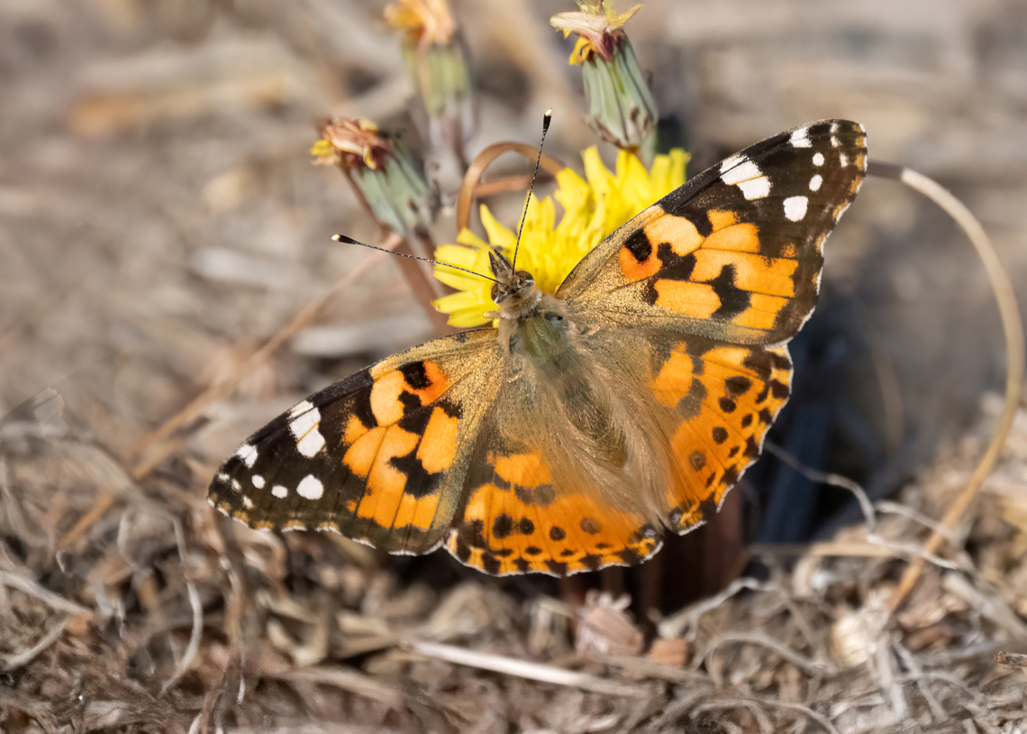 Painted lady - Vanessa cardui  Animalia,Arthropoda,Brush-footed butterfly,Butterflies,Eastern Macedonia,Europe,Fall,Fanari,Geotagged,Greece,Insecta,Lepidoptera,Nymphalidae,Painted Lady,Painted lady,Papilionoidea,Vanessa cardui,Wildlife