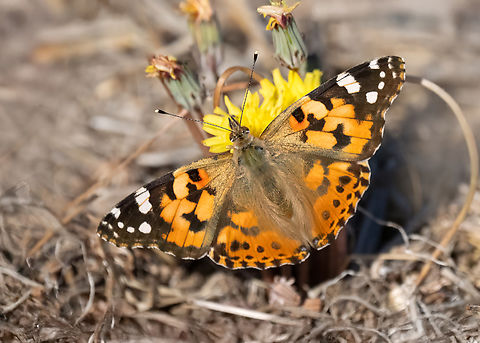 Painted lady - Vanessa cardui  Animalia,Arthropoda,Brush-footed butterfly,Butterflies,Eastern Macedonia,Europe,Fall,Fanari,Geotagged,Greece,Insecta,Lepidoptera,Nymphalidae,Painted Lady,Painted lady,Papilionoidea,Vanessa cardui,Wildlife