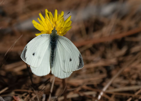 Smll white - Pieris rapae  Animalia,Arthropoda,Butterflies,Eastern Macedonia,Europe,Fall,Fanari,Geotagged,Greece,Insecta,Lepidoptera,Papilionoidea,Pieridae,Pieris rapae,Small White,Small white,Wildlife