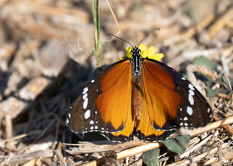 Plain tiger - Danaus chrysippus Clearly a relative of the well known monarch, D. plexippus, this species is slightly smaller. Rather more widespread but very scarce in coastal areas of the Mediterranean from Spain to Greece. 

https://www.jungledragon.com/image/164404/plain_tiger_-_danaus_chrysippus.html African monarch,African queen,Animalia,Arthropoda,Brush-footed butterfly,Butterflies,Danaus chrysippus,Eastern Macedonia,Europe,Fall,Fanari,Geotagged,Greece,Insecta,Lepidoptera,Nymphalidae,Papilionoidea,Plain Tiger  African Queen,Plain tiger,Wildlife