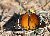 Plain tiger - Danaus chrysippus Clearly a relative of the well known monarch, D. plexippus, this species is slightly smaller. Rather more widespread but very scarce in coastal areas of the Mediterranean from Spain to Greece. <br />
<br />
https://www.jungledragon.com/image/164404/plain_tiger_-_danaus_chrysippus.html African monarch,African queen,Animalia,Arthropoda,Brush-footed butterfly,Butterflies,Danaus chrysippus,Eastern Macedonia,Europe,Fall,Fanari,Geotagged,Greece,Insecta,Lepidoptera,Nymphalidae,Papilionoidea,Plain Tiger African Queen,Plain tiger,Wildlife