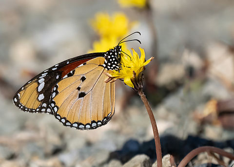 Plain tiger - Danaus chrysippus Clearly a relative of the well known monarch, D. plexippus, this species is slightly smaller. Rather more widespread but very scarce in coastal areas of the Mediterranean from Spain to Greece. 

https://www.jungledragon.com/image/164403/plain_tiger_-_danaus_chrysippus.html African monarch,African queen,Animalia,Arthropoda,Brush-footed butterfly,Butterflies,Danaus chrysippus,Eastern Macedonia,Europe,Fall,Fanari,Geotagged,Greece,Insecta,Lepidoptera,Nymphalidae,Papilionoidea,Plain Tiger  African Queen,Plain tiger,Wildlife
