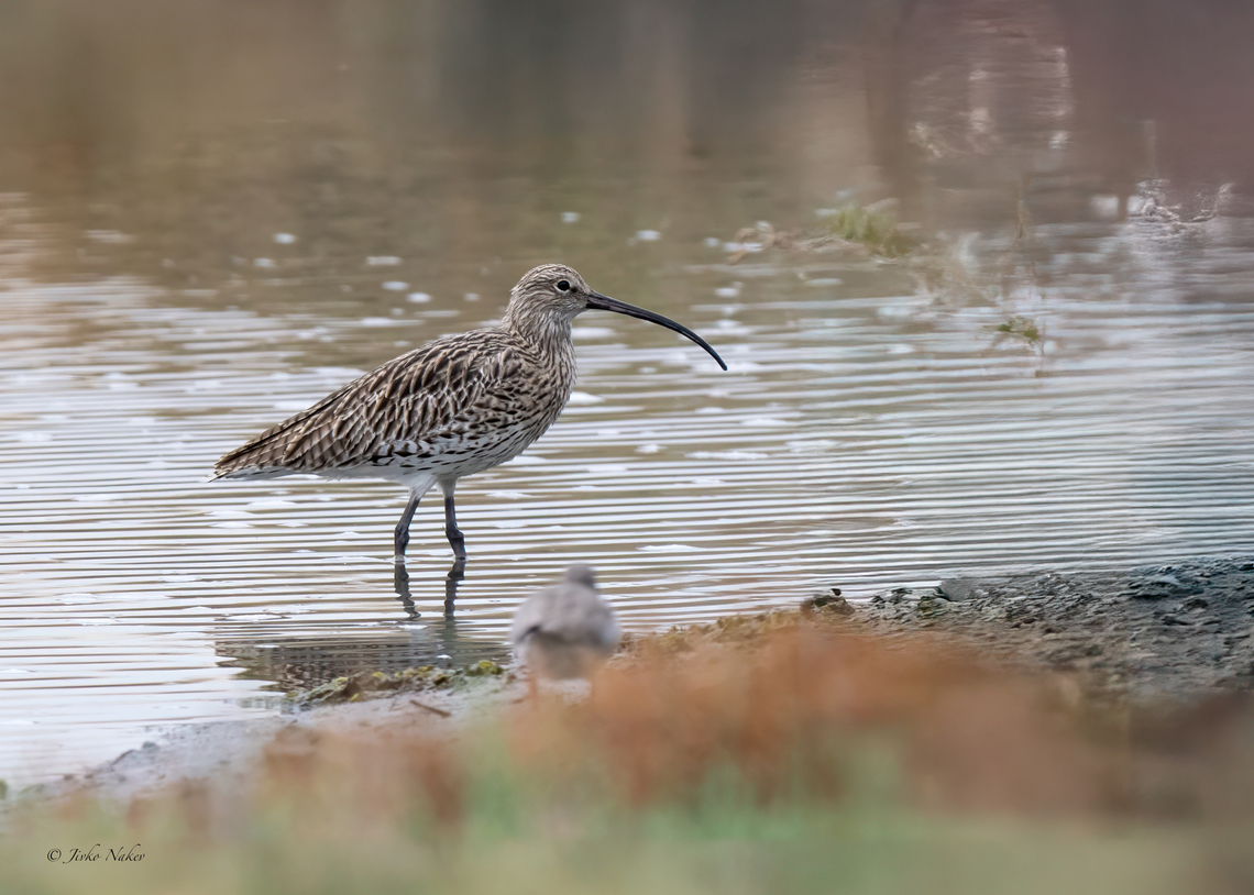 Eurasian curlew - Numenius arquata  Animalia,Aves,Charadriiformes,Chordata,Eurasian Curlew,Eurasian curlew,Fall,Geotagged,Greece,Kalochori lagoon,Numenius arquata,Scolopacidae,Wildlife