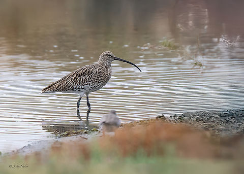 Eurasian curlew - Numenius arquata  Animalia,Aves,Charadriiformes,Chordata,Eurasian Curlew,Eurasian curlew,Fall,Geotagged,Greece,Kalochori lagoon,Numenius arquata,Scolopacidae,Wildlife