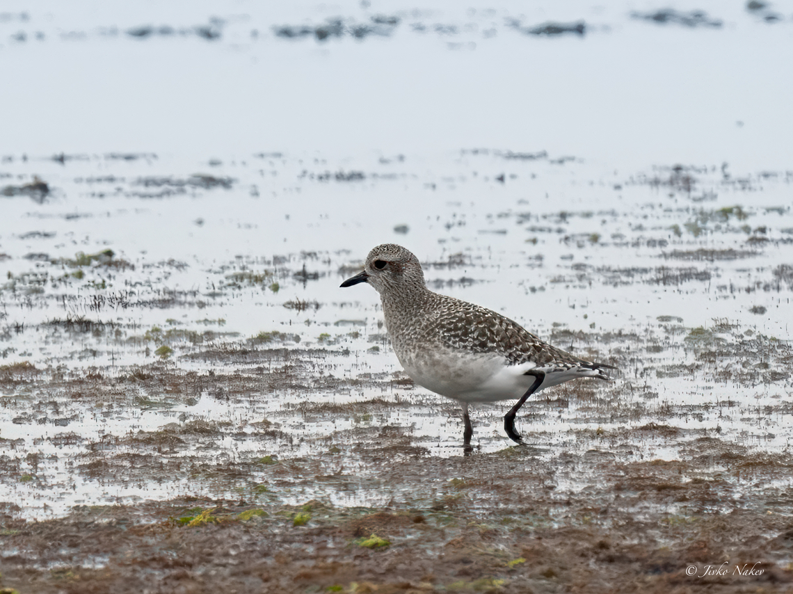 Grey plover - Pluvialis squatarola  Animalia,Aves,Central Macedonia,Charadriidae,Charadriiformes,Chordata,Europe,Fall,Gallikos river estuaries,Geotagged,Greece,Grey plover,Kalochori lagoon,Pluvialis squatarola,Wildlife