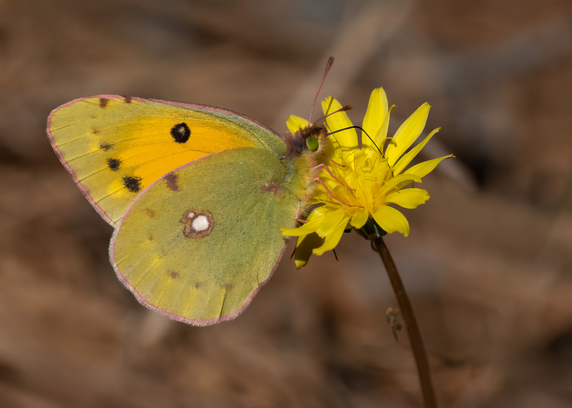 Clouded yellow - Colias croceus Colias crocea f. mediterranea is an accepted form of the Colias croceus. This form is considered a synonym. Animalia,Arthropoda,Butterflies,Clouded Yellow,Colias crocea f. mediterranea,Colias croceus,Eastern Macedonia,Europe,Fall,Fanari,Geotagged,Greece,Insecta,Lepidoptera,Papilionoidea,Pieridae,Wildlife