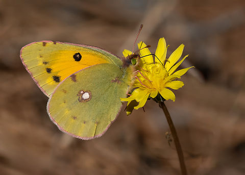 Clouded yellow - Colias croceus Colias crocea f. mediterranea is an accepted form of the Colias croceus. This form is considered a synonym. Animalia,Arthropoda,Butterflies,Clouded Yellow,Colias crocea f. mediterranea,Colias croceus,Eastern Macedonia,Europe,Fall,Fanari,Geotagged,Greece,Insecta,Lepidoptera,Papilionoidea,Pieridae,Wildlife