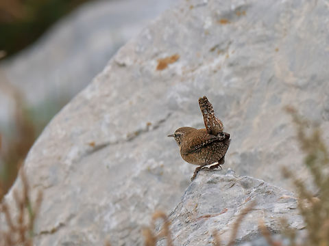 Eurasian wren - Troglodytes troglodytes  Animalia,Aves,Central Macedonia,Chordata,Eurasian Wren,Eurasian wren,Europe,Fall,Gallikos river estuaries,Geotagged,Greece,Kalochori lagoon,Passeriformes,Passerine,Troglodytes troglodytes,Troglodytidae,Wildlife