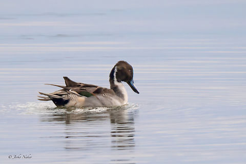 Northern pintail - Anas acuta  Anas acuta,Anatidae,Animalia,Anseriformes,Aves,Central Macedonia,Chordata,Dabbling ducks,Ducks,Europe,Fall,Gallikos river estuaries,Geotagged,Greece,Kalochori lagoon,Northern Pintail,Northern pintail,Wildlife