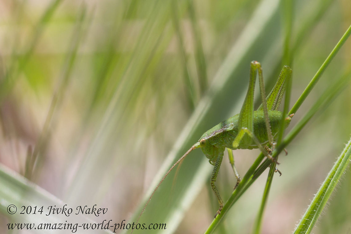 Speckled bush-cricket Speckled bush-cricket Nymph - Leptophyes punctatissima Bulgaria,Geotagged,Leptophyes punctatissima,Speckled bush-cricket,Tettigonid,insect,nature,nymph,orthoptera