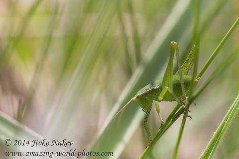 Speckled bush-cricket Speckled bush-cricket Nymph - Leptophyes punctatissima Bulgaria,Geotagged,Leptophyes punctatissima,Speckled bush-cricket,Tettigonid,insect,nature,nymph,orthoptera