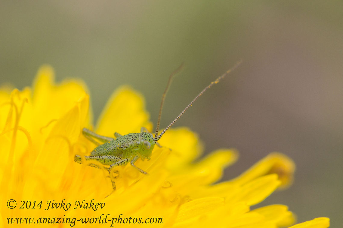 Speckled bush-cricket Speckled bush-cricket Nymph - Leptophyes punctatissima Bulgaria,Dandelion,Geotagged,Leptophyes punctatissima,Speckled bush-cricket,Tettigonid,insect,nature,nymph,orthoptera