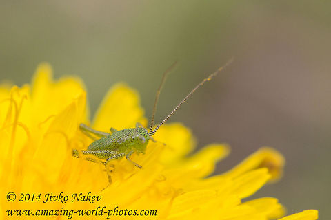 Speckled bush-cricket Speckled bush-cricket Nymph - Leptophyes punctatissima Bulgaria,Dandelion,Geotagged,Leptophyes punctatissima,Speckled bush-cricket,Tettigonid,insect,nature,nymph,orthoptera