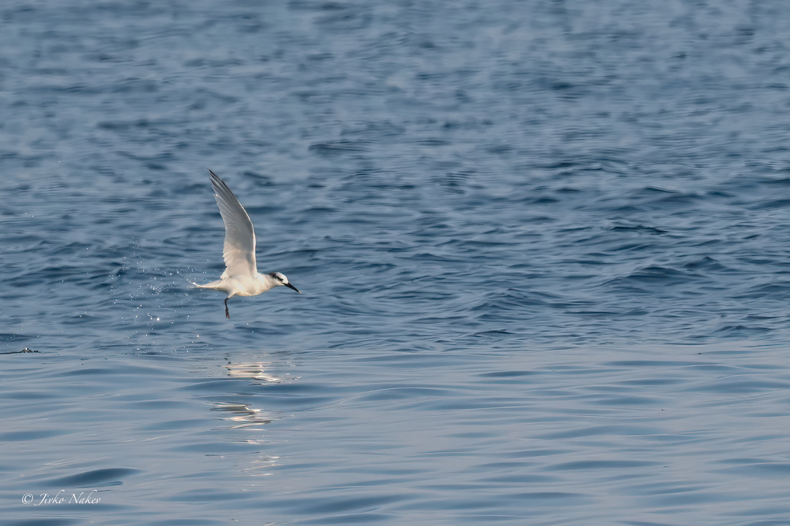 Sandwich Tern - Thalasseus sandvicensis  Animalia,Aves,Central Macedonia,Charadriiformes,Chordata,Europe,Fall,Geotagged,Greece,Kitros salt pit,Laridae,Sandwich tern,Thalasseus sandvicensis,Wildlife