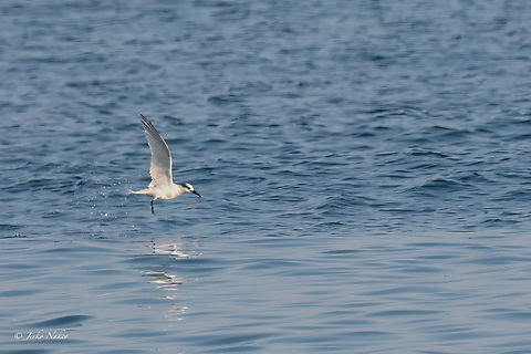 Sandwich Tern - Thalasseus sandvicensis  Animalia,Aves,Central Macedonia,Charadriiformes,Chordata,Europe,Fall,Geotagged,Greece,Kitros salt pit,Laridae,Sandwich tern,Thalasseus sandvicensis,Wildlife