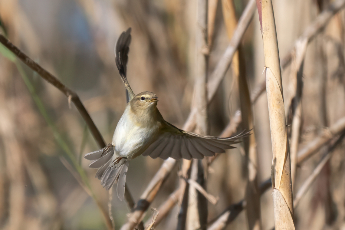 Common chiffchaff - Phylloscopus collybita This bird made it quite difficult for me to photograph it in the thick reeds. I&#039;m still happy with this photo, even though the eye isn&#039;t quite in focus. Volvi lake, Greece. Animalia,Aves,Chordata,Common chiffchaff,Eastern Macedonia,Europe,Fall,Geotagged,Greece,Lake Volvi,Leaf warblers,Passeriformes,Passerine,Phylloscopidae,Phylloscopus collybita,Wildlife