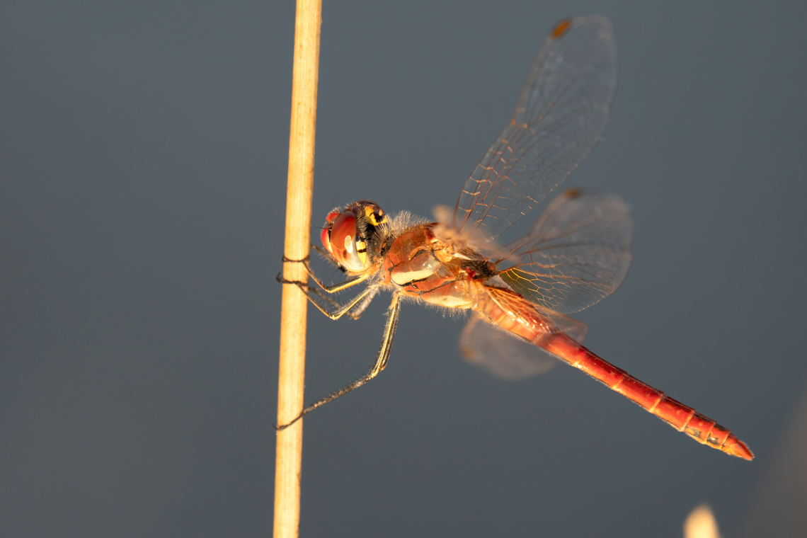 Common Darter - Sympetrum striolatum  Animalia,Arthropoda,Common Darter,Common darter,Darters,Dragonfly,Eastern Macedonia,Europe,Fall,Geotagged,Greece,Insecta,Libellulidae,Meadowhawks,Odonata,Porto Lagos,Skimmers,Sympetrum striolatum,Wildlife