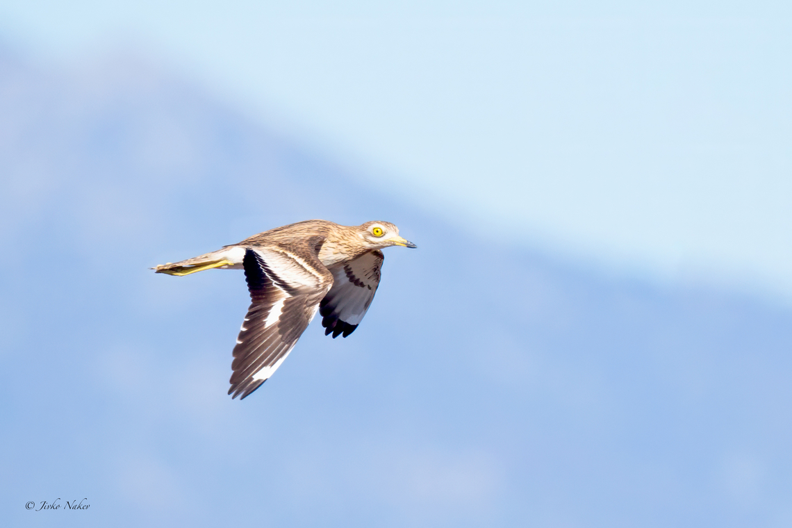 Eurasian Thick-knee - Burhinus oedicnemus  Animalia,Aves,Burhinidae,Burhinus oedicnemus,Charadriiformes,Chordata,Eastern Macedonia,Eurasian Thick-knee,Eurasian stone-curlew,Europe,Fall,Fanari,Geotagged,Greece,Wildlife