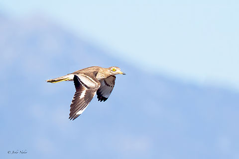 Eurasian Thick-knee - Burhinus oedicnemus  Animalia,Aves,Burhinidae,Burhinus oedicnemus,Charadriiformes,Chordata,Eastern Macedonia,Eurasian Thick-knee,Eurasian stone-curlew,Europe,Fall,Fanari,Geotagged,Greece,Wildlife