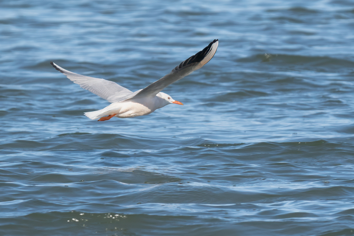 Slender-billed gull winter plumage - Chroicocephalus genei  Animalia,Aves,Charadriiformes,Chordata,Chroicocephalus genei,Eastern Macedonia,Europe,Fall,Fanari,Geotagged,Greece,Laridae,Slender-billed gull,Wildlife