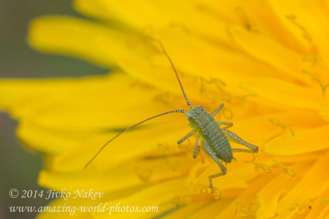 Speckled bush-cricket Nymph Speckled bush-cricket - Leptophyes punctatissima Bulgaria,Dandelion,Geotagged,Leptophyes punctatissima,Speckled bush-cricket,Tettigonid,insect,nature,orthoptera