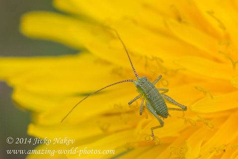 Speckled bush-cricket Nymph Speckled bush-cricket - Leptophyes punctatissima Bulgaria,Dandelion,Geotagged,Leptophyes punctatissima,Speckled bush-cricket,Tettigonid,insect,nature,orthoptera