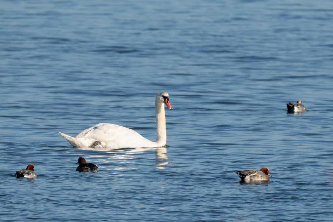 Mute Swan - Cygnus olor  Anatidae,Animalia,Anseriformes,Aves,Chordata,Cygnus olor,Eastern Macedonia,Europe,Fall,Fanari,Geotagged,Greece,Mute swan,Swans,Wildlife