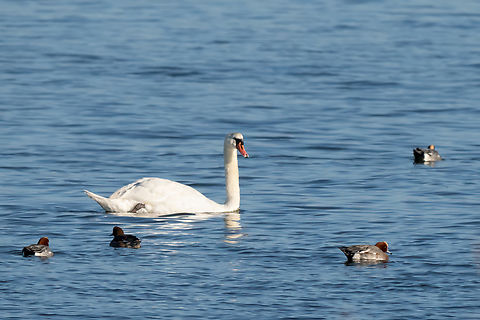Mute Swan - Cygnus olor  Anatidae,Animalia,Anseriformes,Aves,Chordata,Cygnus olor,Eastern Macedonia,Europe,Fall,Fanari,Geotagged,Greece,Mute swan,Swans,Wildlife
