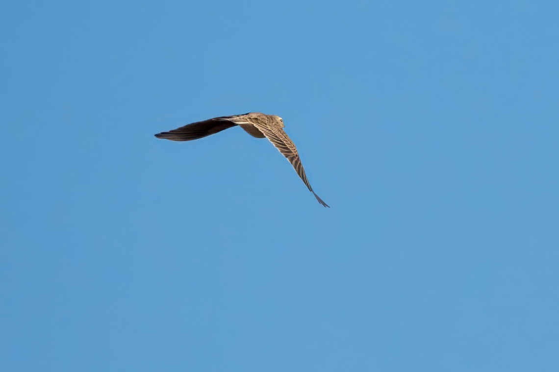 Eurasian Skylark - Alauda arvensis  Alauda arvensis,Alaudidae,Animalia,Aves,Chordata,Eurasian skylark,Fall,Geotagged,Greece,Larks,Passeriformes,Passerine,Wildlife