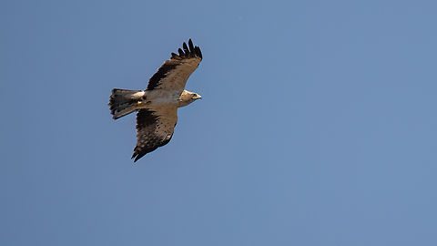 Booted eagle - Aquila pennata Малък орел Accipitridae,Accipitriformes,Animalia,Aquila pennata,Aves,Bird of prey,Booted eagle,Bulgaria,Chordata,Europe,Geotagged,Hieraaetus pennatus,JN Ph - uploaded,Karnobat,Summer,Wildlife,ZVero,Малък орел