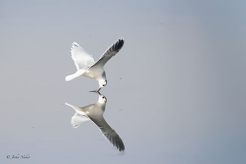 Little Gull - Hydrocoloeus minutus Yesterday two of these birds were feeding flying on the water surface of a small dam near Sofia. This was a big surprise; it is rare for this species to visit inland lakes, and I don't know when it was spotted here before. Animalia,Aves,Bulgaria,Charadriiformes,Chordata,Europe,Fall,Geotagged,Hydrocoloeus minutus,Laridae,Little Gull,Mramor reservoir,Sofia,Wildlife