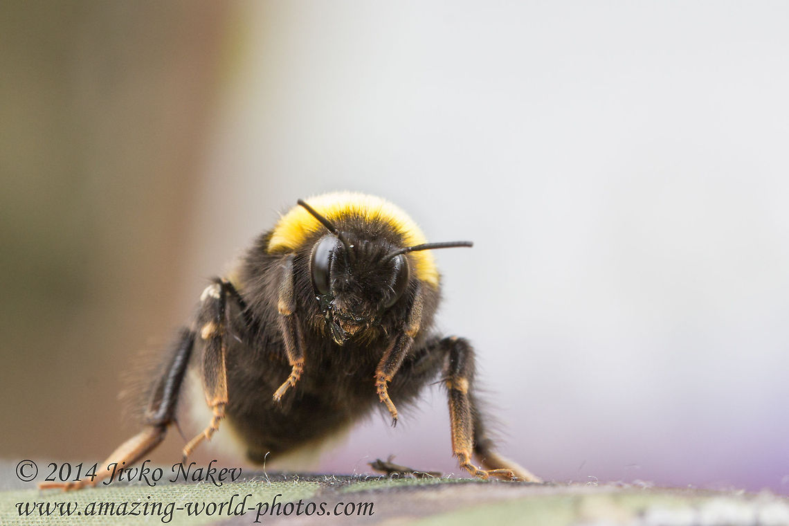 Ready to take off Bumble bee Bombus terrestris Bombus terrestris,Bulgaria,Geotagged,bumblebee,insect,nature