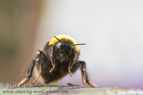 Ready to take off Bumble bee Bombus terrestris Bombus terrestris,Bulgaria,Geotagged,bumblebee,insect,nature